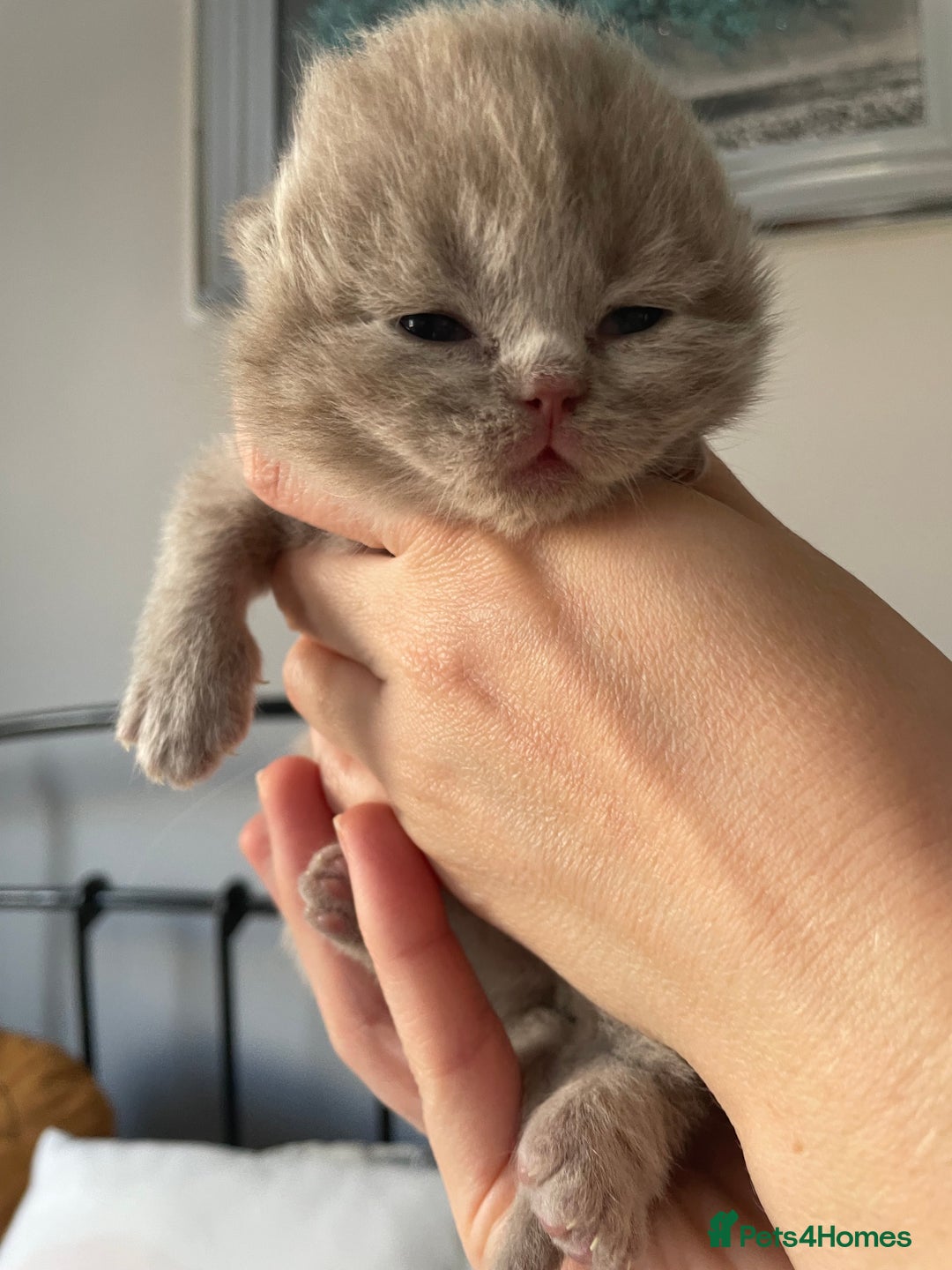 British Shorthair cats for sale: GCCF BRITISH SHORTHAIR KITTENS - Advert 23