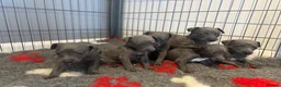 Whippet dogs for sale: Stunning Blue KC Reg Whippets Pups  in Canterbury - Advert 7