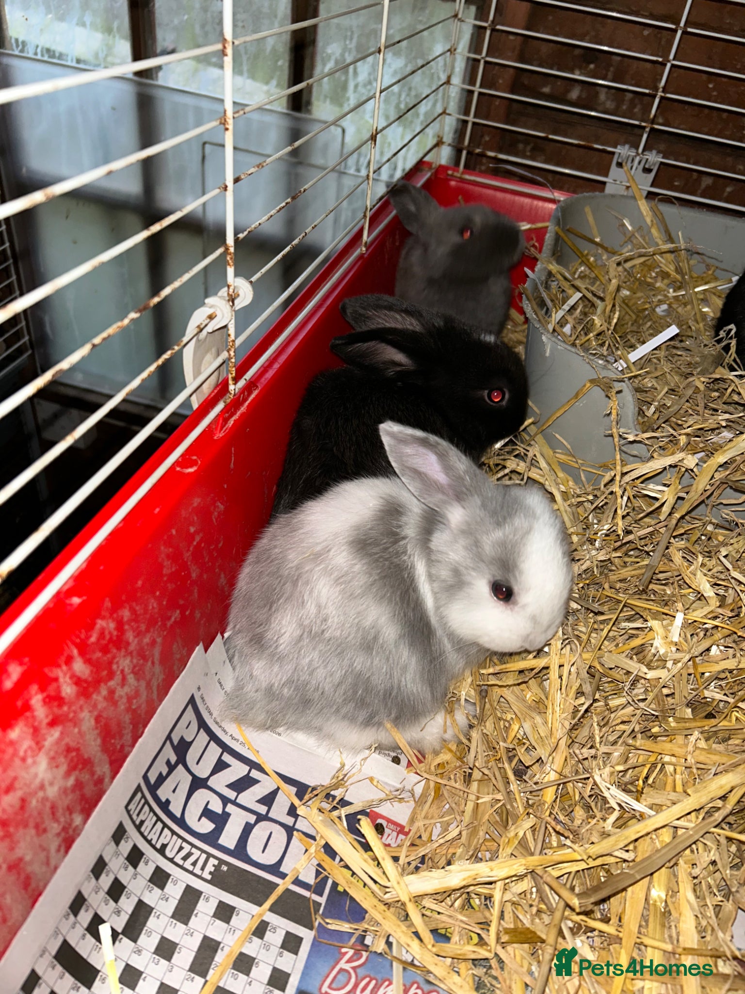 Mini Lop rabbits Mini lop bunnies for sale  - Advert 15