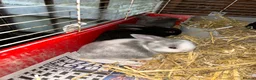 Mini Lop rabbits for sale: Mini lop bunnies for sale  - Advert 7