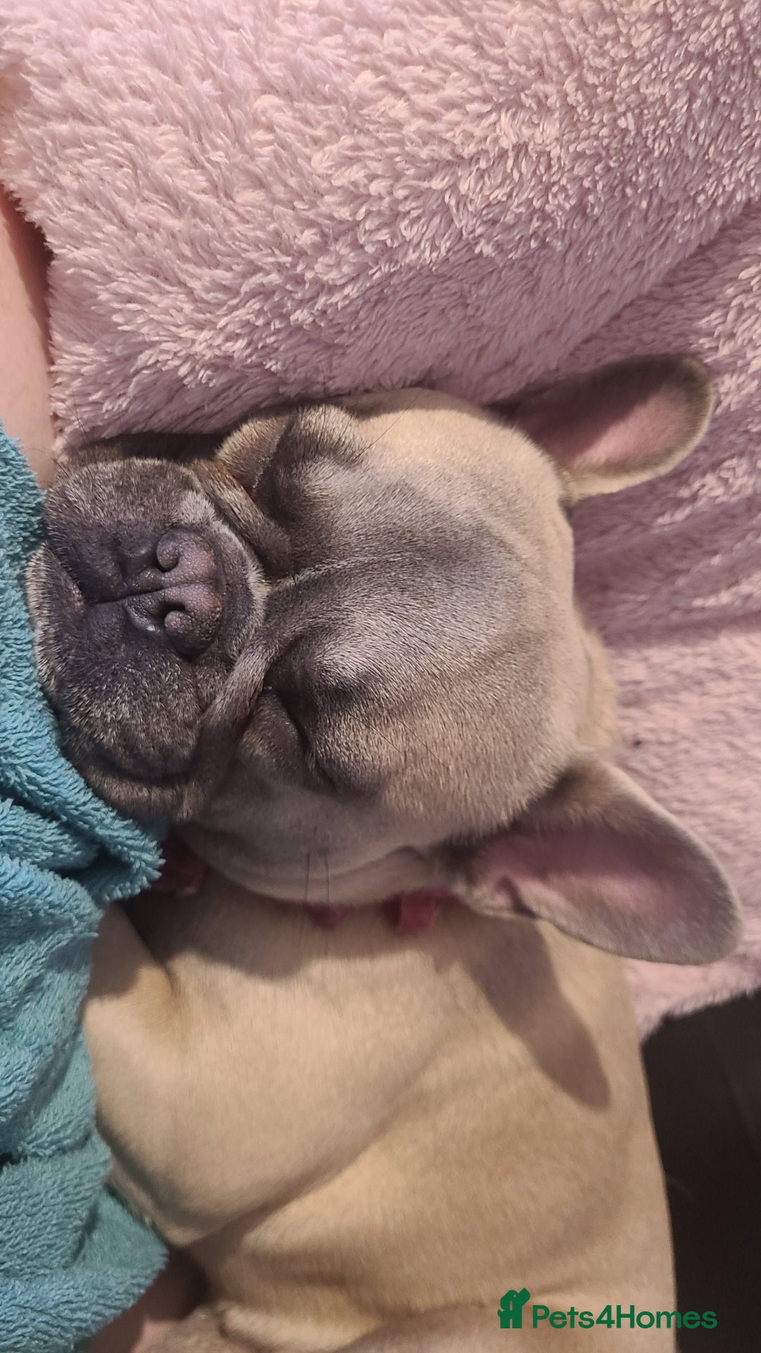 French Bulldog dogs for sale: Female French bulldog - Advert 4