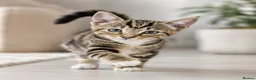 British Shorthair cats for sale: Stunning half Main Coon kitten ready for new home - Advert 8