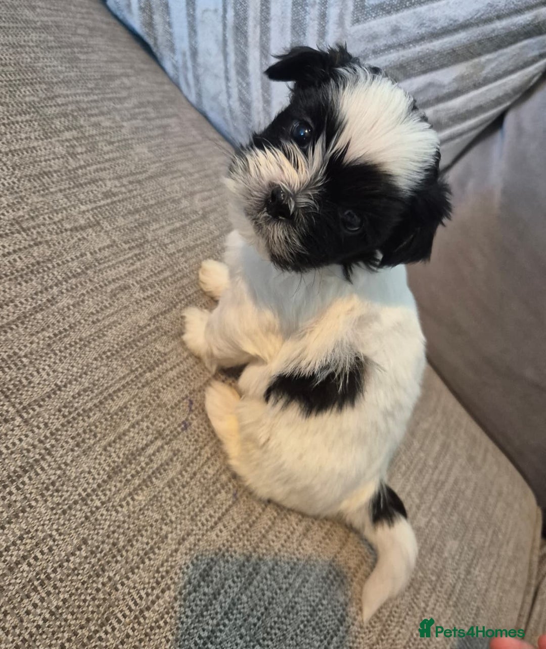 Lhasa Apso dogs for sale: Lhaso Apso Puppies  - Image 24