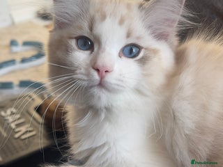 Ragdoll cats ✨ Gorgeous Ragdoll Kittens ✨ - Advert 1