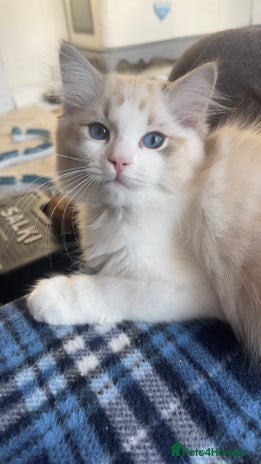 Ragdoll cats ✨ Gorgeous Ragdoll Kittens ✨ - Advert 2