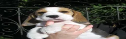 Beagle dogs for sale: KC Reg Beagle Puppies - Advert 6