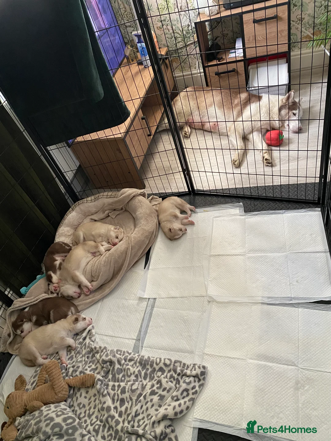 Siberian Husky dogs for sale: Siberian husky puppies in Gloucester - Advert 10