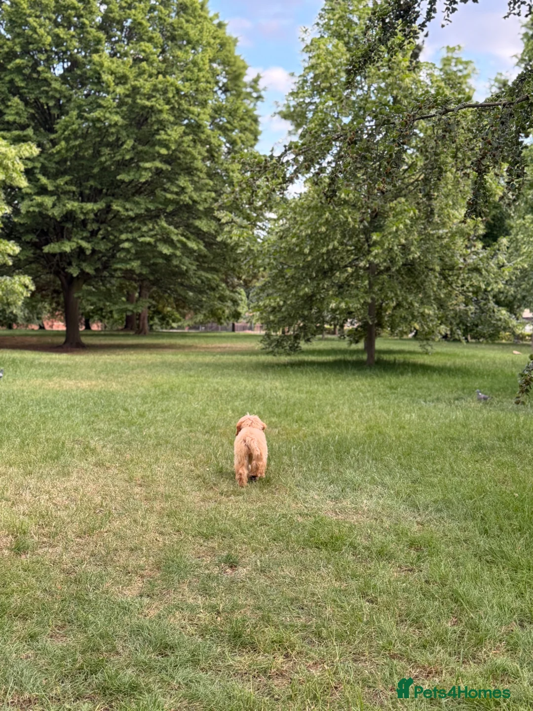 Mini Goldendoodle dogs for sale: 4.5 month old sweet mini Golden doodle - Advert 9
