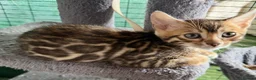 Bengal cats for sale: Rare Brown Charcoal  💙 TICA Bengal Kittens in Deal - Advert 7