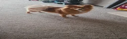 Pomeranian dogs for sale: Female pomeranian 3.5 years old - Advert 6