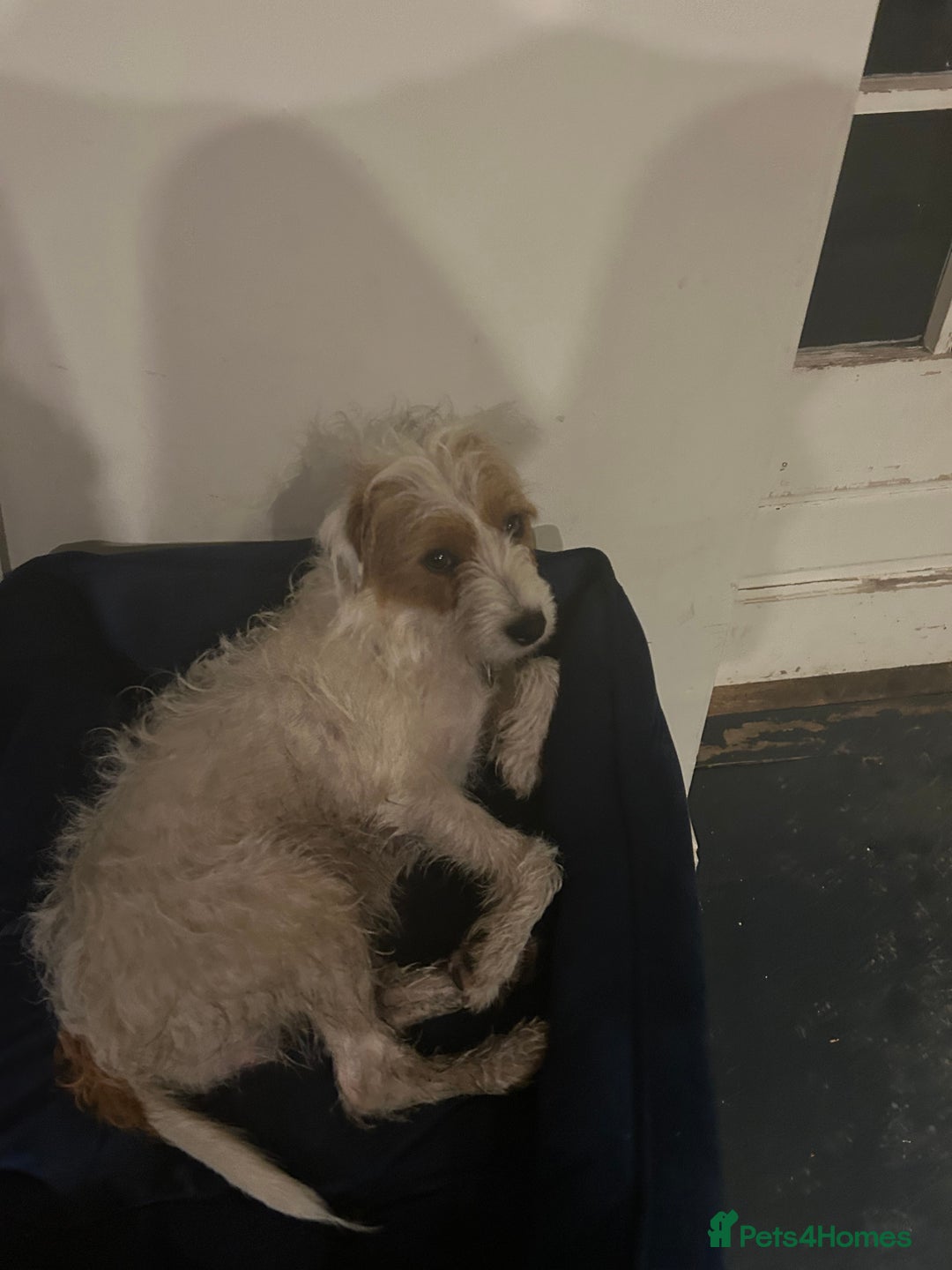 Mixed Breed dogs for sale: Parson / Jack Russell puppies - Advert 15