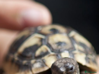 Hermann Tortoise reptiles Herman’s Tortoise - Advert 20