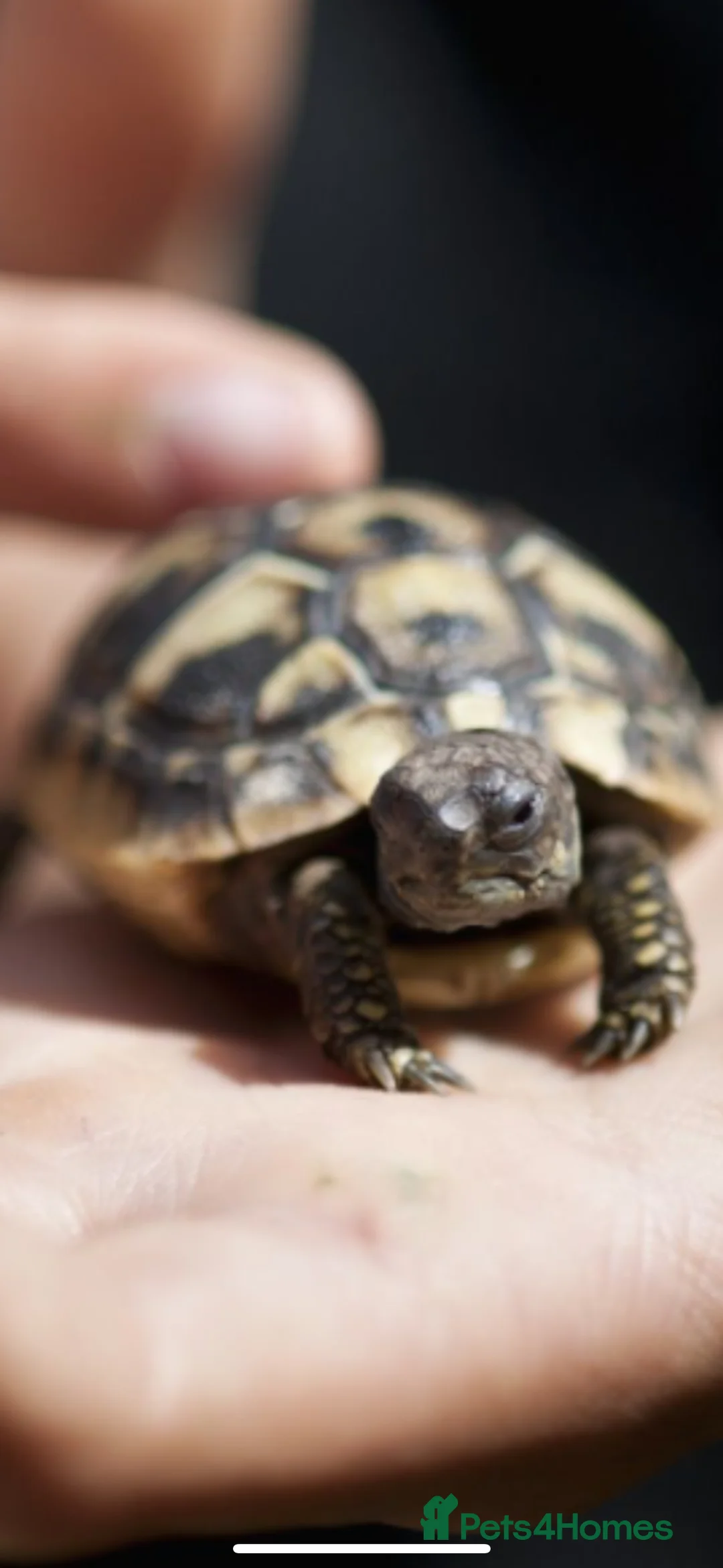 Hermann Tortoise reptiles for sale: Herman’s Tortoise  - Advert 1