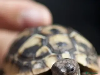 Hermann Tortoise reptiles Herman’s Tortoise - Advert 4