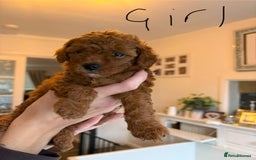 Poochon dogs for sale: Beautiful poochon puppies - Image 8