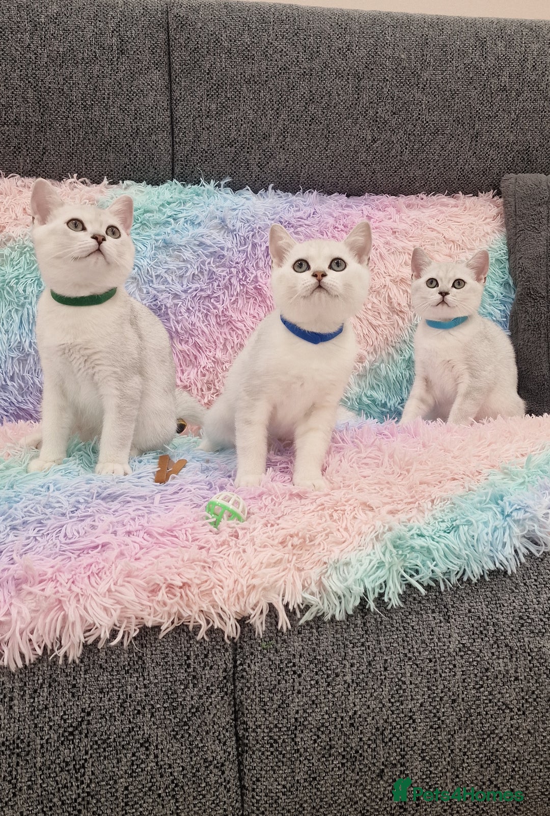 British Shorthair cats for sale: British Shorthair Silver Chinchilla  - Image 13