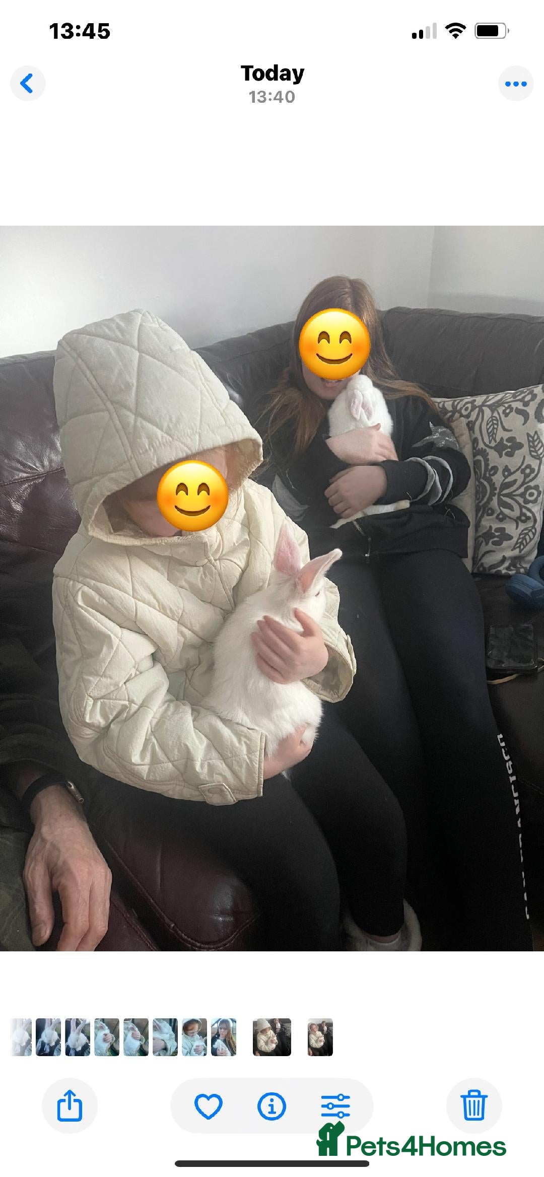 New Zealand rabbits for sale: New Zealand Kits - Waiting List - Advert 4