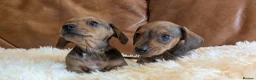 Miniature Dachshund dogs for sale: Beautiful Miniature Dachshund Puppies  - Advert 17