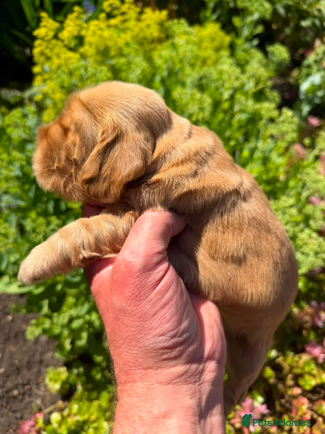 Cocker Spaniel dogs for sale: Quality Show Cocker Spaniels - Advert 27