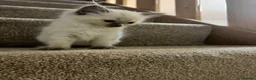Ragdoll cats for sale: Two girls and one Boy ragdoll kittens ready to go in Swansea - Advert 15