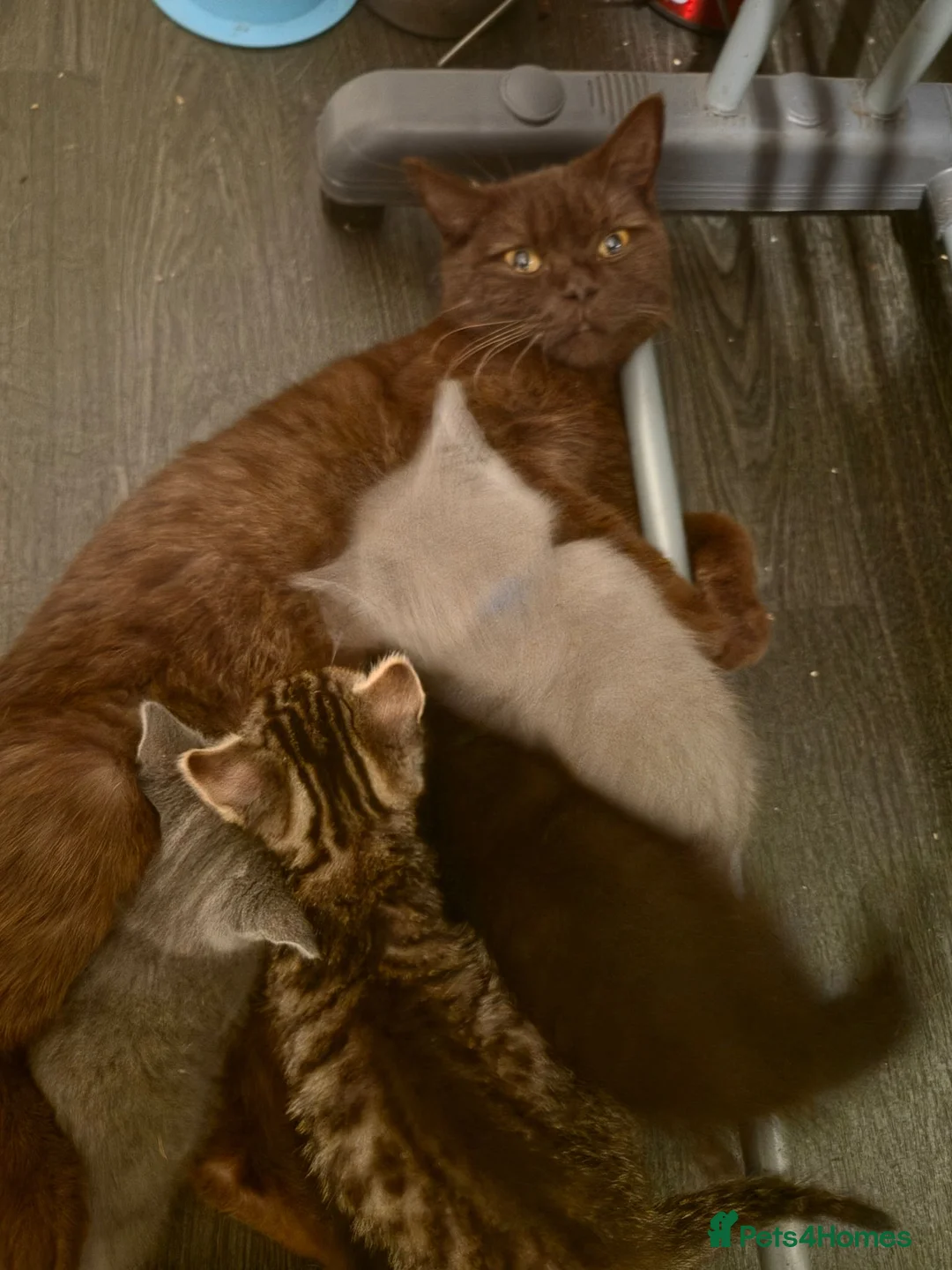 British Shorthair cats for sale: British Shorthair x Domestic Shorthair - Advert 34