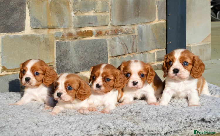 Cavalier King Charles Spaniel dogs ⭐️ Cavalier King Charles Puppies ⭐️ - Advert 3