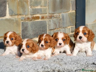 Cavalier King Charles Spaniel dogs ⭐️ Cavalier King Charles Puppies ⭐️ - Advert 4