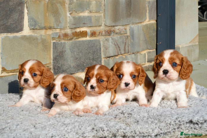 Cavalier King Charles Spaniel dogs ⭐️ Cavalier King Charles Puppies ⭐️ - Advert 12