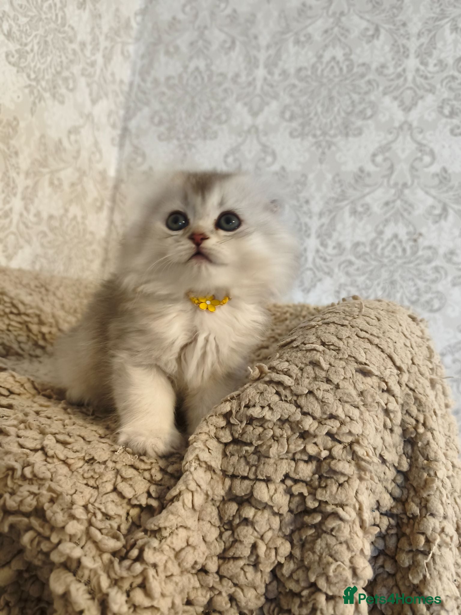 Scottish Fold cats Scottish fold tica active registered  - Advert 4