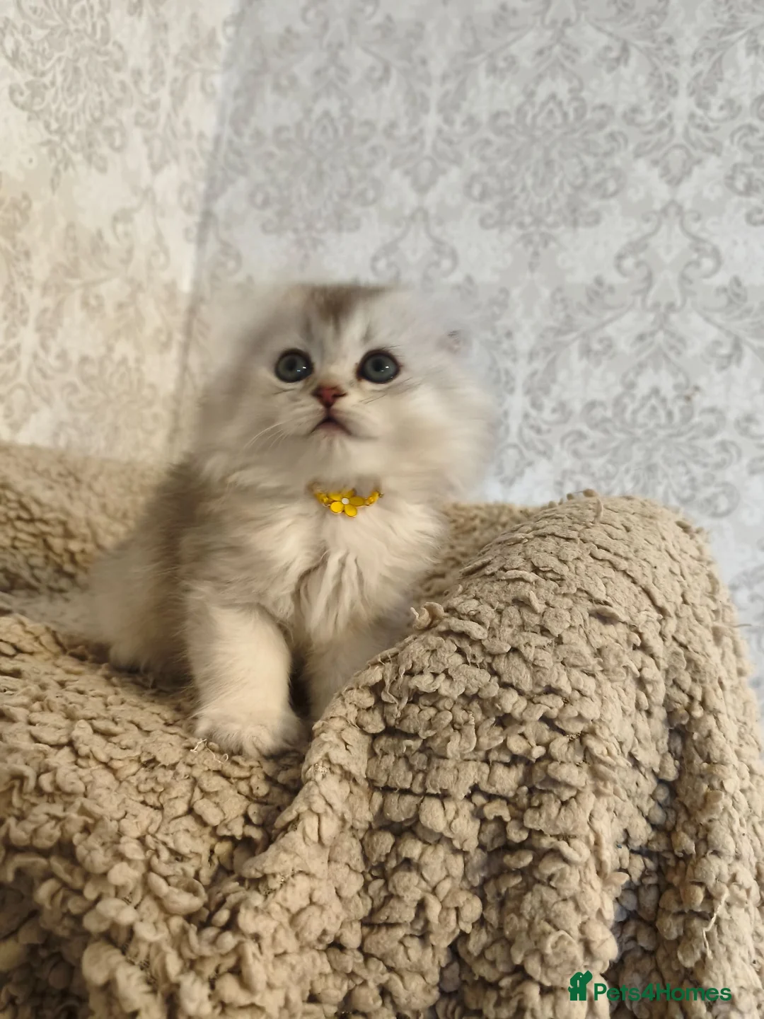 Scottish Fold cats for sale: Scottish fold tica active registered longhaired  - Advert 1