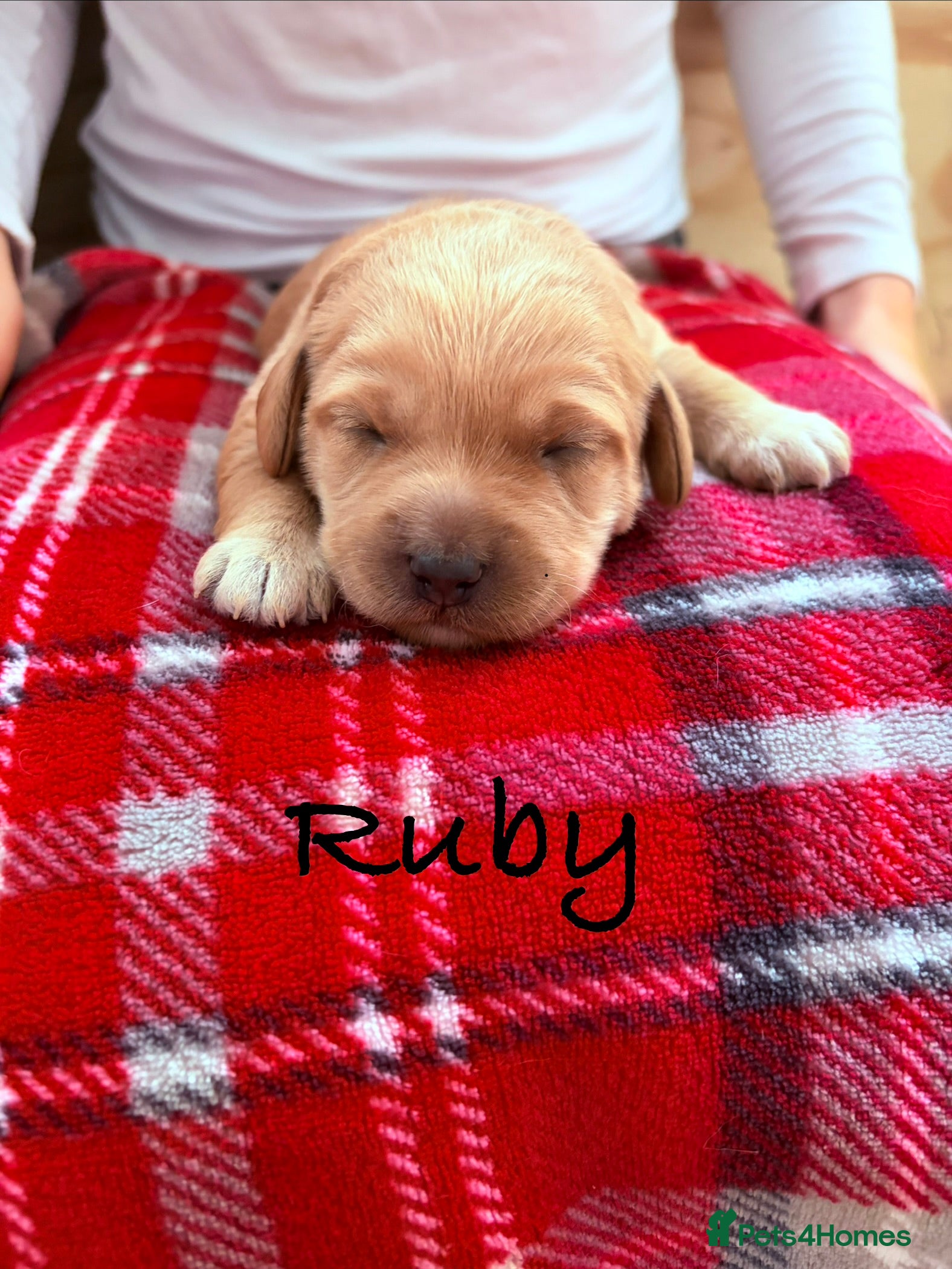 Labradoodle dogs Red/light apricot Labradoodles for sale  - Advert 2