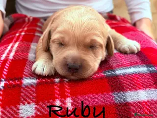 Labradoodle dogs Red/light apricot Labradoodles for sale - Advert 14