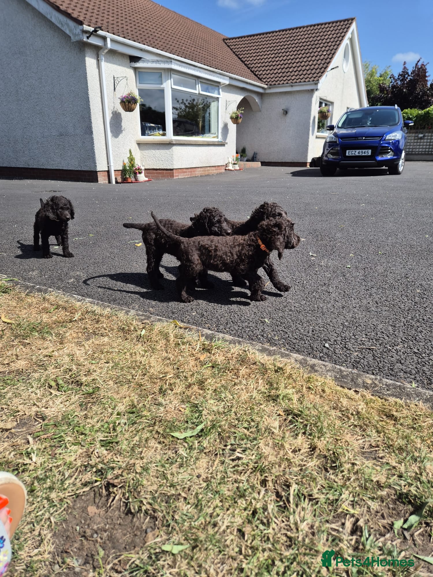 Irish Water Spaniel dogs Irish water spaniel - Advert 2
