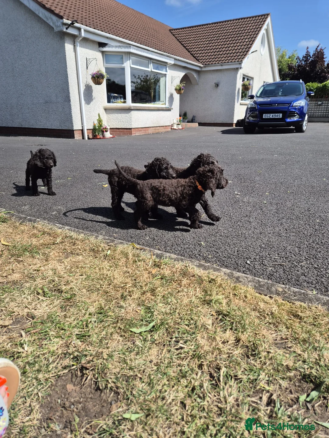 Irish Water Spaniel dogs for sale: Irish water spaniel - Advert 2