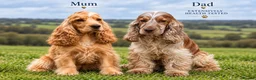 Cocker Spaniel dogs for sale: KC Registered Quality Show Type Cocker Spaniel  - Advert 6