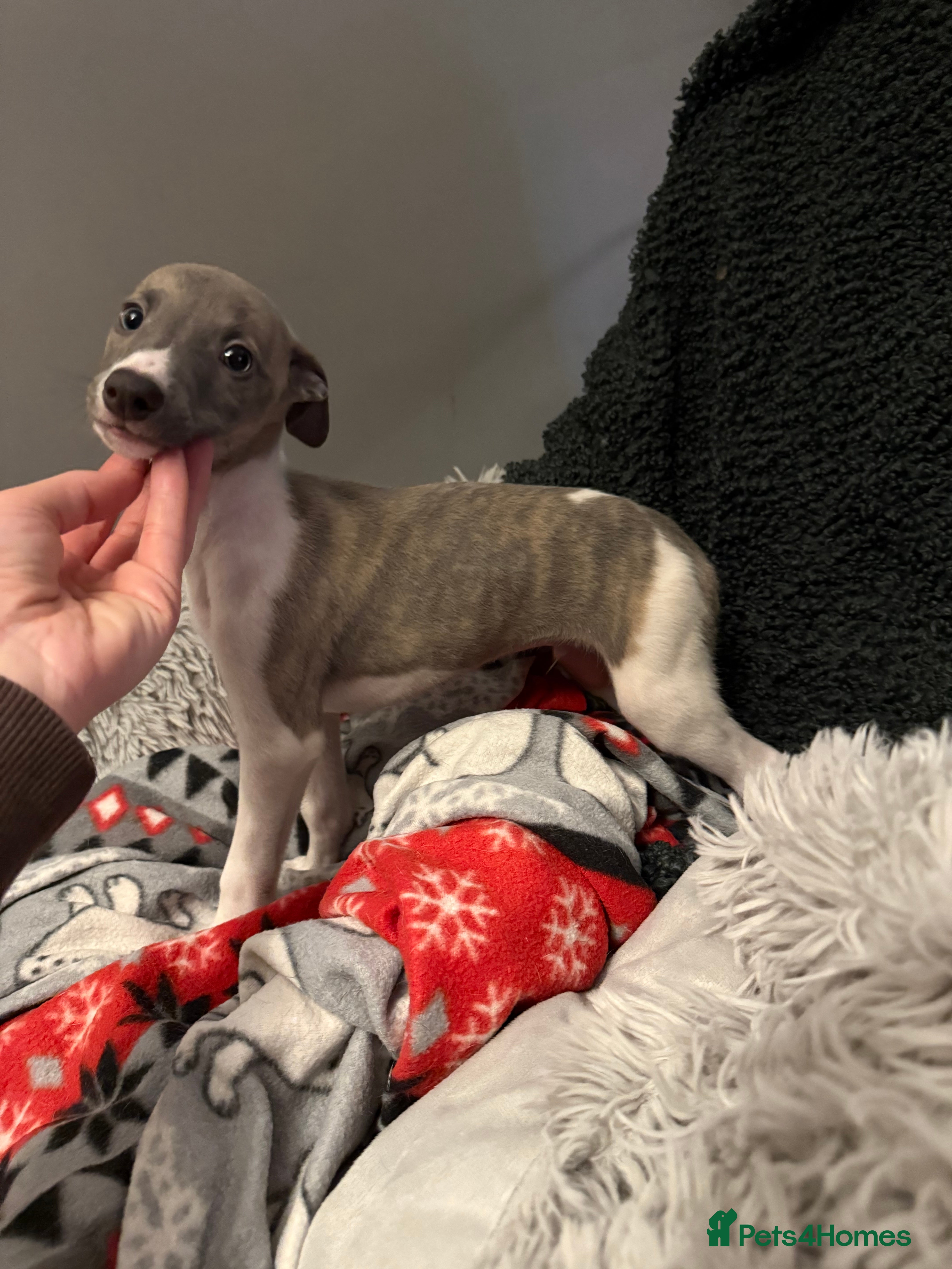 Whippet dogs ✨KC Whippet Pups, Now Ready For Their New Homes ✨ - Advert 2