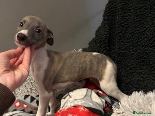 Whippet dogs 🐾✨KC Whippet Puppies, Ready For Their New Homes ✨ - Advert 4