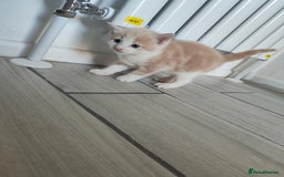 Mixed Breed cats for sale: 2 Male Kittens  - Image 6