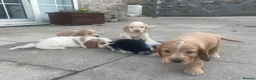 Cocker Spaniel dogs for sale: Show type KC reg puppies for sale.  - Advert 7