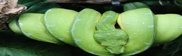 Python Snake reptiles for sale: Manokwari green tree python  - Advert 6