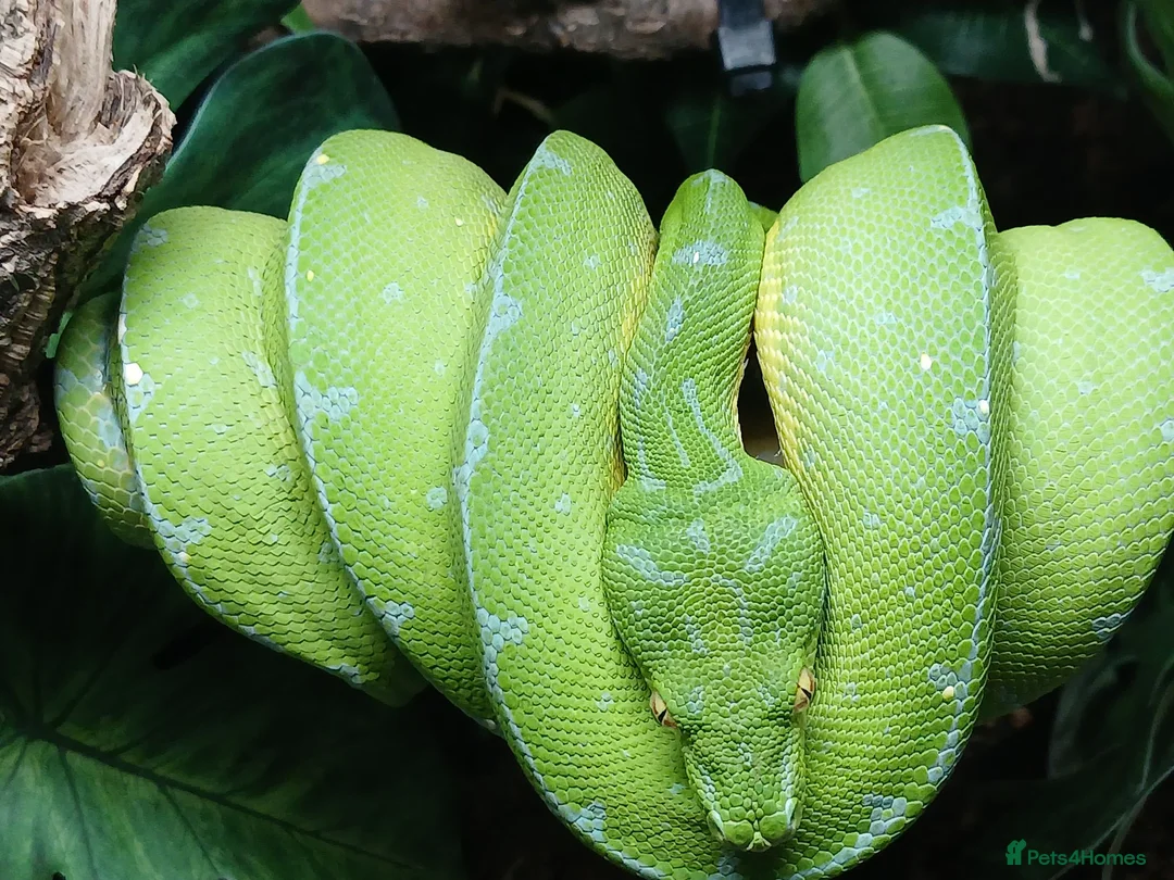 Python Snake reptiles for sale: Manokwari green tree python  - Advert 6