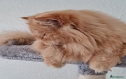 Persian cats for stud: Persian stud service  - Image 7