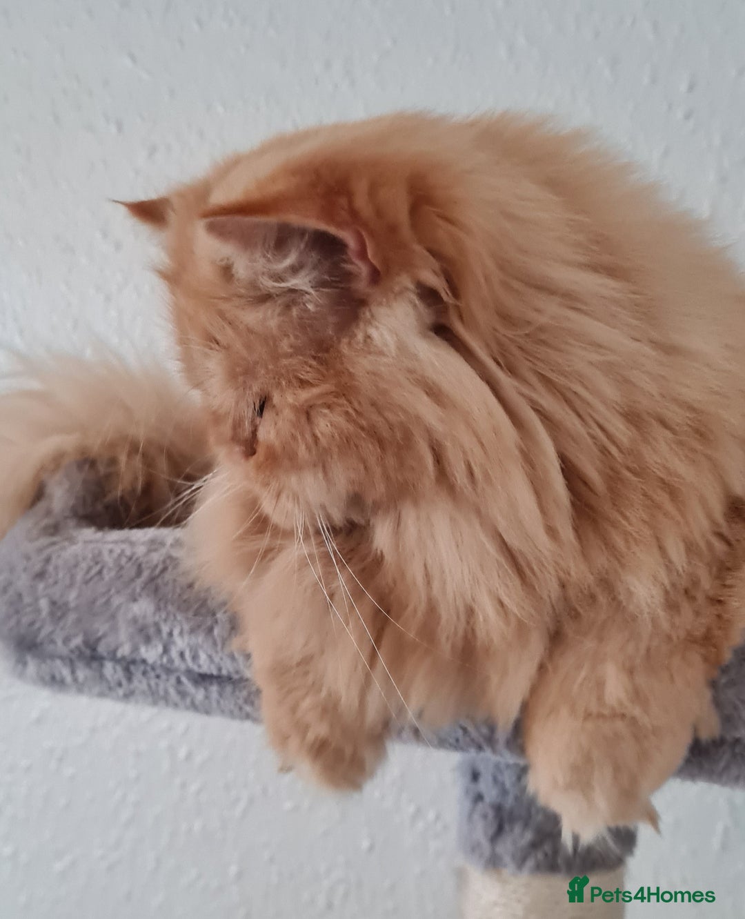 Persian cats for stud: Persian stud service  - Image 7