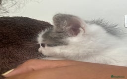 Mixed Breed cats for sale: ready to go  - Image 6