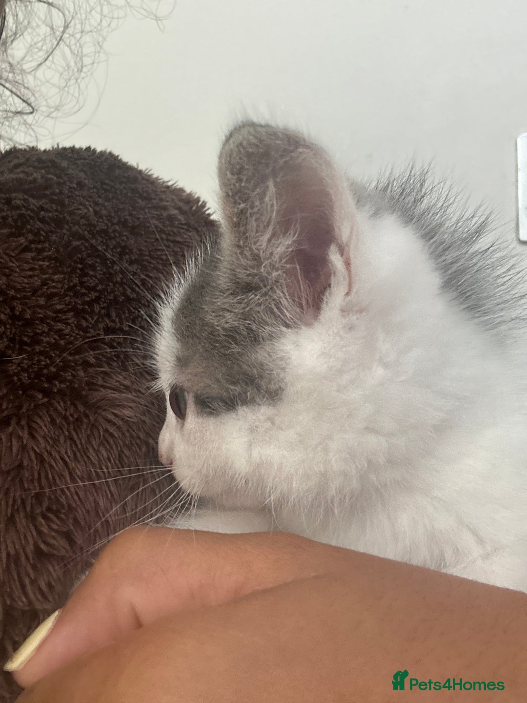 Mixed Breed cats for sale: ready to go  - Image 6