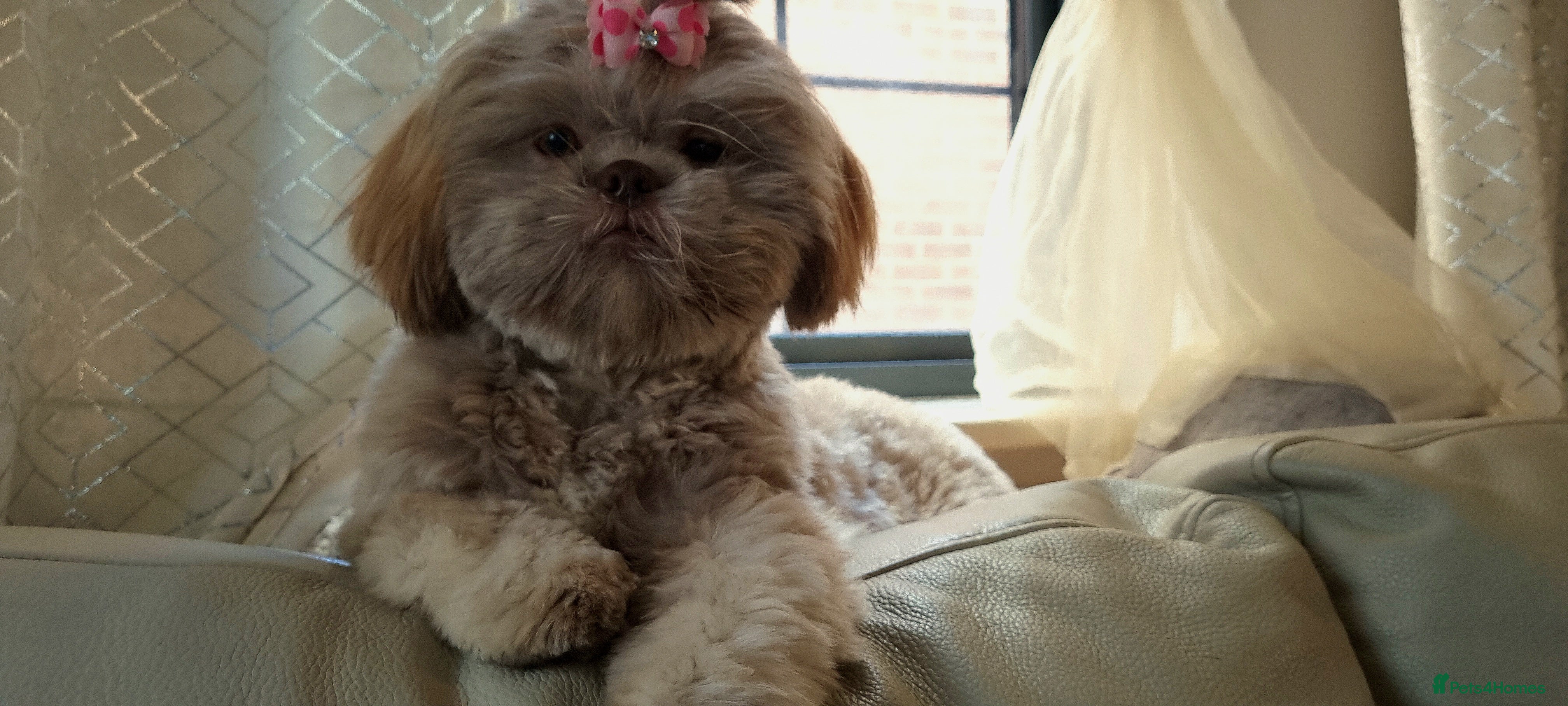 Shih Tzu dogs Adorable Shih I Puppies For Sale - 3 Boys & 1 Girl - Advert 9
