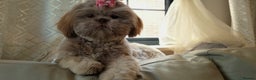Shih Tzu dogs for sale: Adorable Shih I Puppies For Sale - 3 Boys & 1 Girl - Advert 1