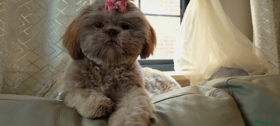 Shih Tzu dogs for sale: Adorable Shih I Puppies For Sale - 3 Boys & 1 Girl - Advert 1