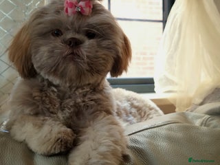 Shih Tzu dogs Adorable Shih I Puppies For Sale - 3 Boys & 1 Girl - Advert 1