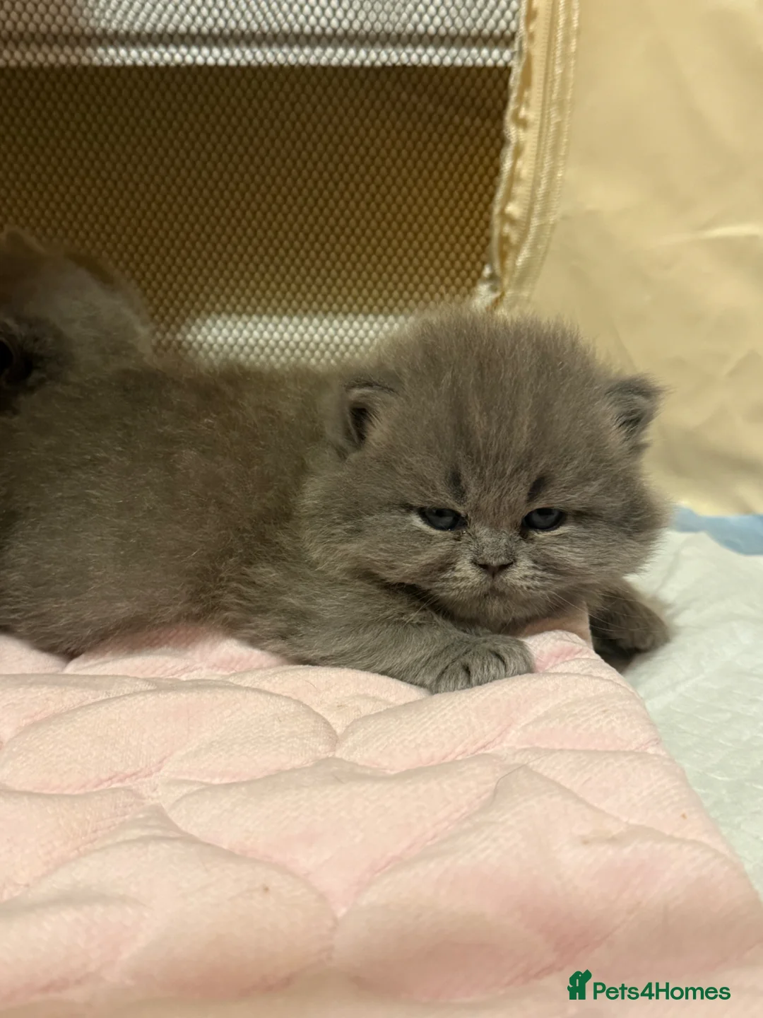 British Shorthair cats for sale: GCCF BSH & BSL show quality Champions - Advert 2